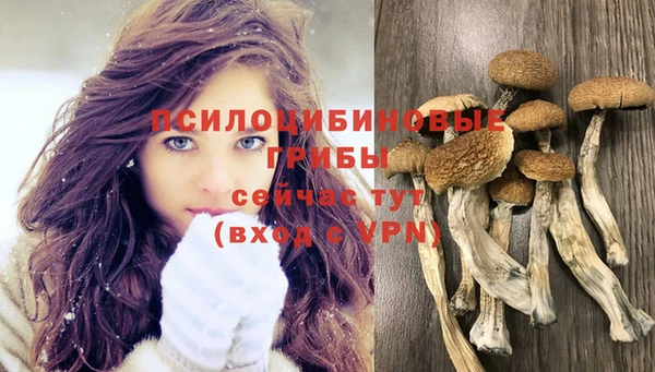 индика Беломорск
